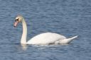DSC_2645c.jpg