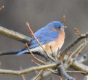 DSC_3530c.jpg