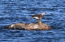 Filename=Merrimack_River_eaagle_fish_DSC_0393.jpg
Filesize=391KiB
Dimensions=1091x710
Date added=May 28, 2021 Merrimack_River_eaagle_fish_DSC_0393.jpg
