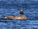 Filename=Merrimack_River_eagle_fish_DSC_0391.jpg
Filesize=454KiB
Dimensions=1109x857
Date added=May 28, 2021 Merrimack_River_eagle_fish_DSC_0391.jpg