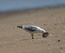 Plum_Island_Ring-Billed_Gull_clam_DSC_0414.jpg