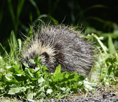 Porcupine
