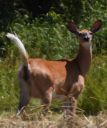 DSC_0506c.jpg
