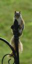 DSC_3133c.jpg